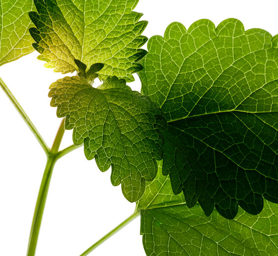 Lemon balm-Organic lemon balm extract-Melissa officinalis leaf extract